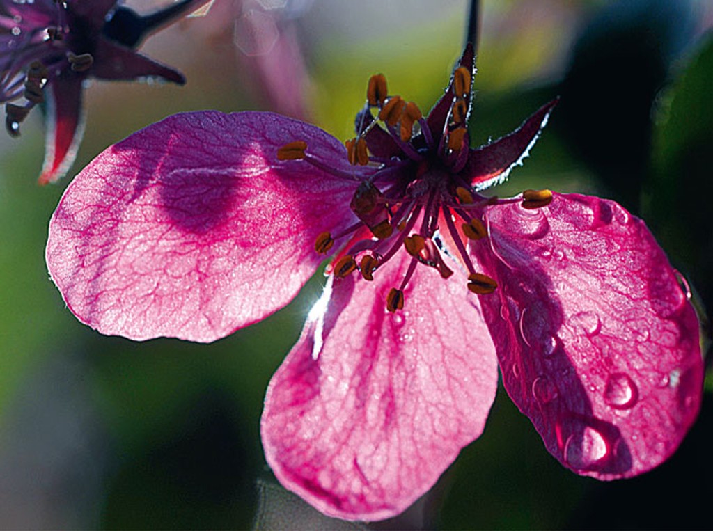 Michael Rateike, Flora Zauber 1 (Blüte, Blütenblätter, Blumen, Tautropfen, zart, filigran, floral, Fotokunst, Nahaufnahme, Wohnzimmer, Treppenhaus, rosa/bunt)