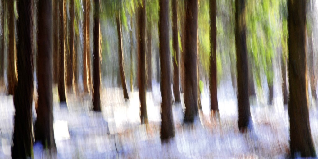 Michael Rateike, Waldzauber 4 (Wald, Bäume, Natur & Landschaft, Fotokunst, verschwommen, diffus, unscharf, Wohnzimmer, Treppenhaus, buntt)