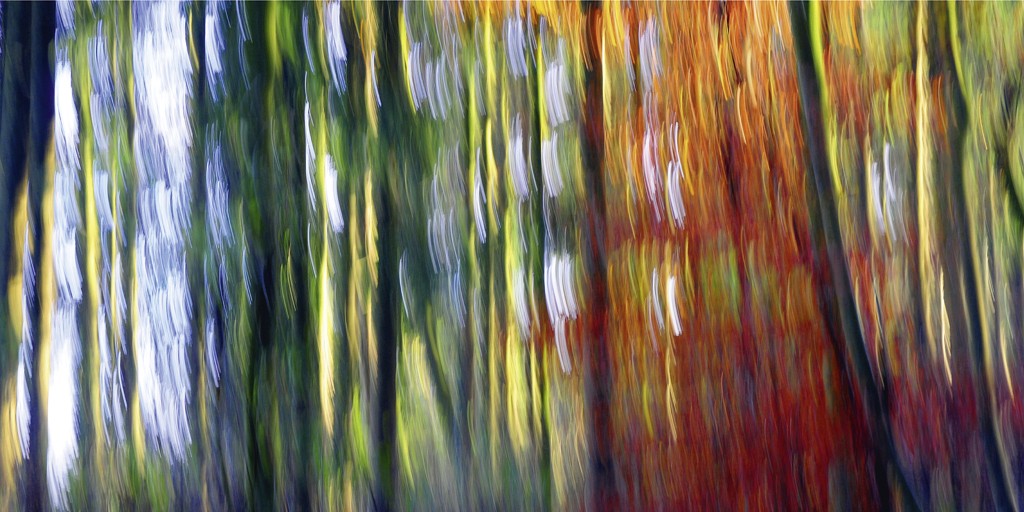 Michael Rateike, Waldzauber 5 (Wald, Bäume, Natur & Landschaft, Fotokunst, verschwommen, diffus, unscharf, Wohnzimmer, Treppenhaus, bunt)