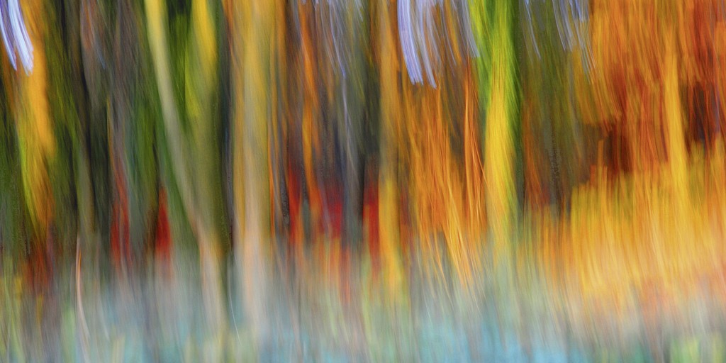 Michael Rateike, Waldzauber 6 (Wald, Bäume, Natur & Landschaft, Fotokunst, verschwommen, diffus, unscharf, Wohnzimmer, Treppenhaus, bunt)