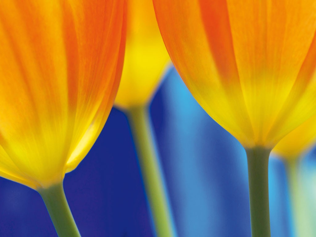 Michael Rateike, Frühlingserwachen 3 (Tulpen, Blüte, Blütenblatt, Blumen, zart, filigran, floral, Fotokunst, Nahaufnahme, Wohnzimmer, Treppenhaus, gelb/blau)