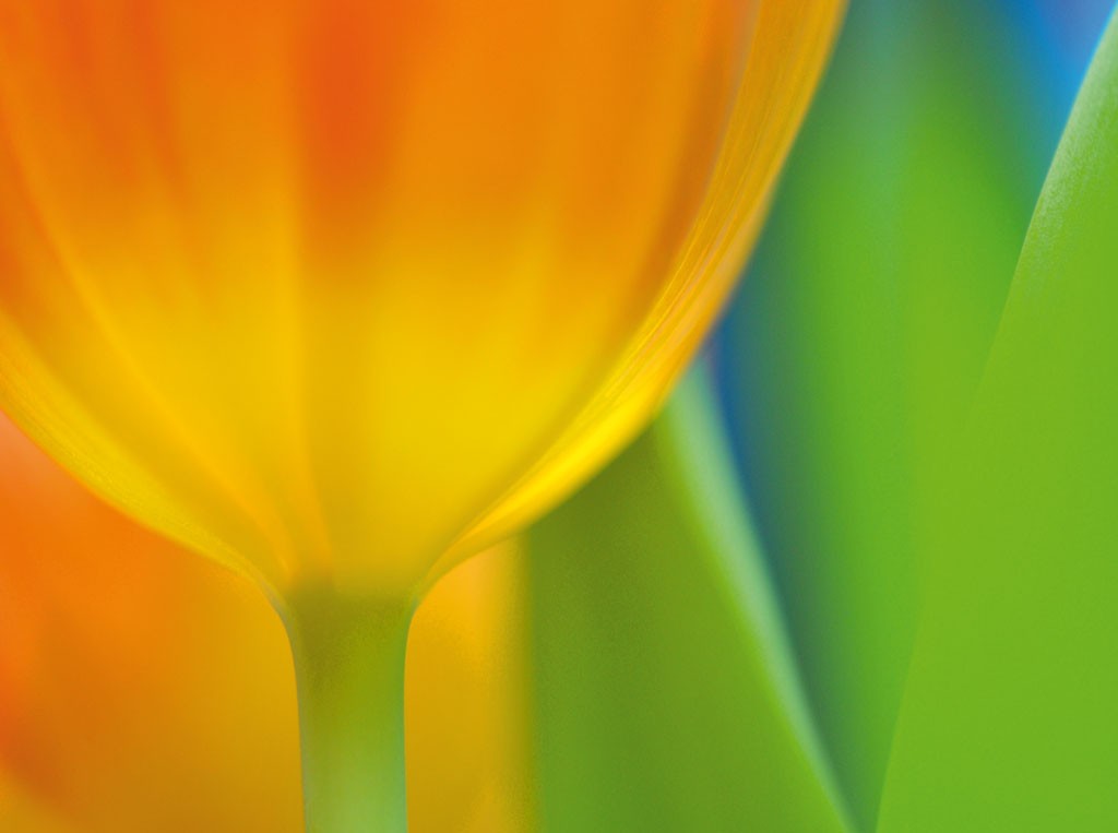 Michael Rateike, Frühlingserwachen 4 (Tulpen, Blüte, Blütenblatt, Blumen, zart, filigran, floral, Fotokunst, Nahaufnahme, Wohnzimmer, Treppenhaus, gelb/grün)