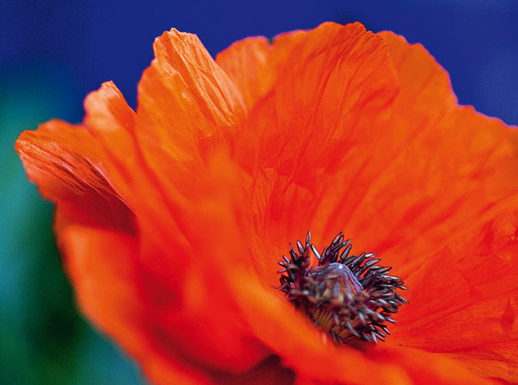 Michael Rateike, Möhnchen, rotes (Mohn, Klatschmohn, Blüte, Blütenblätter, Blumen, zart, filigran, floral, Fotokunst, Nahaufnahme, Wohnzimmer, Treppenhaus, rot/blau)