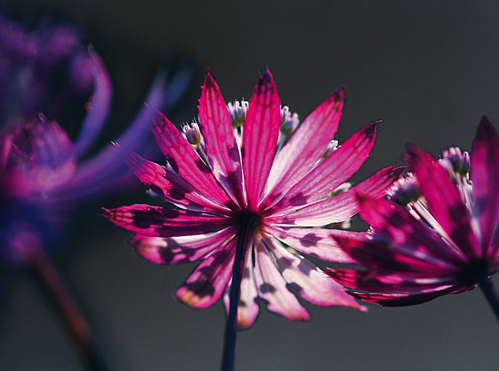 Michael Rateike, Flora Zauber 2 (Blüte, Blütenblätter, Blumen, Licht/Schatten, zart, filigran, floral, Fotokunst, Nahaufnahme, Wohnzimmer, Treppenhaus, rosa/bunt)