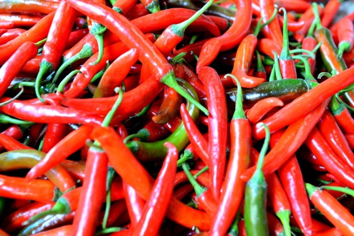 Hady Khandani, RED CHILLI 1 (Chili, rote Chili, Schoten, Pfefferschoten, Schärfe,  Gemüse, Fotografie, Küche, Esszimmer, Gastronomie, Wunschgröße, bunt)