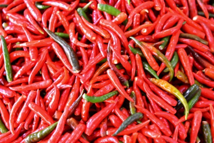 Hady Khandani, RED CHILLI 2 (Chili, rote Chili, Schoten, Pfefferschoten, Schärfe,  Gemüse, Fotografie, Küche, Esszimmer, Gastronomie, Wunschgröße, bunt)