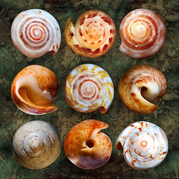 Roberto Scaroni, Shellspiral2 (Schnecken, Schneckenhäuser, Gehäuse, Tiere, Photokunst, Wunschgröße, Nahaufnahme,  Treppenhaus, Wohnzimmer, bunt)