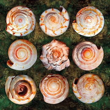 Roberto Scaroni, Shellspiral3 (Schnecken, Schneckenhäuser, Gehäuse, Tiere, Photokunst, Wunschgröße, Nahaufnahme,  Treppenhaus, Wohnzimmer, bunt)