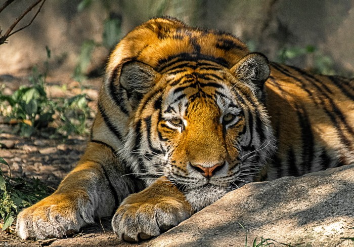 Konfiguration benutzen (Tiger, Tierportrait, Nahaufnahme, Raubtier, Großkatze, Tiere, Treppenhaus, Wohnzimmer, Wunschgröße, Fotografie, bunt)