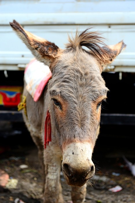 Hady Khandani, TRANSPORTATION DONKEYS - MECRCATO - ADDIS ABABA - ETHIOPIA 07 (Hady Khandani, TRANSPORTATION DONKEYS - MECRCATO - ADDIS ABABA - ETHIOPIA 07)