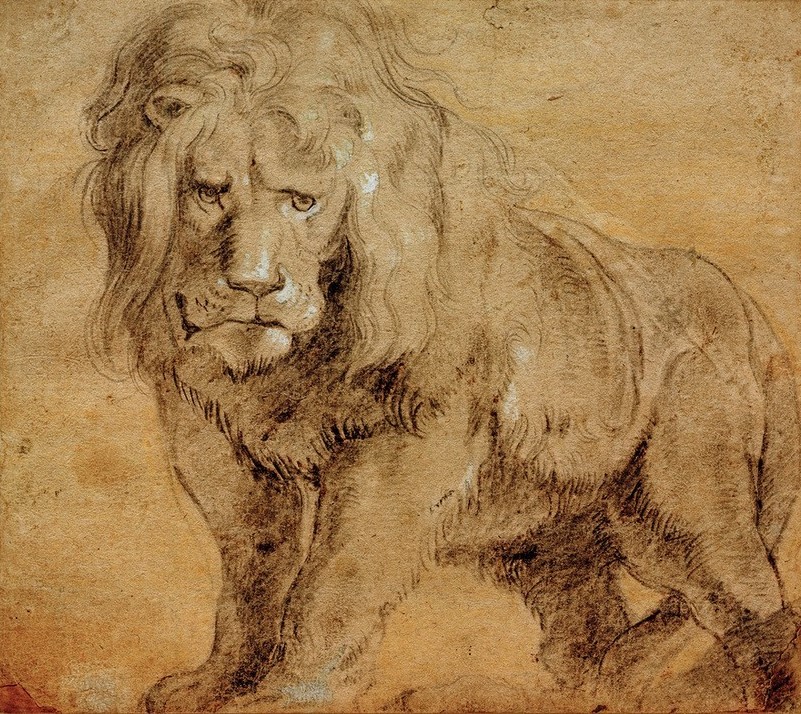 Peter Paul Rubens, Stehender Löwe (Flämische Kunst,Kunst,Löwe (Tier),Zoologie,Barock,Studie,Niederländische Kunst,Raubkatze,Raubtier,Tier,Daniel In Der Löwengrube)