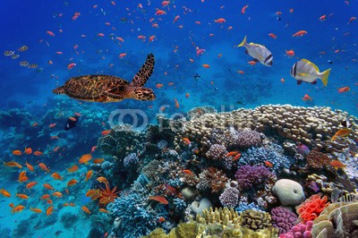 vlad61_61, colorful coral reef with many fishes and sea turtle (tier, schildkröte, aquarium, wasser, backgrounds, schönheit, biodiversität, blau, farbe, bunt, korallen, ägypten, umwelt, meeresschildkröte, fisch, goldfisch, marin, natürlich, natur, ozean, rot, rotes meer, riff, schule, meer, schwarm, sub, tropisc)