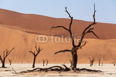 artush, Sossusvlei beautiful landscape of death valley (akazie, abenteuer, afrika, afrikanisch, dürre, schwarz, blau, verzweigt, braun, tot, tod, wüste, verlassen, trockenheit, trocken, düne, hitze, hot, landschaft, lonely, namibia, national, natur, alt, orange, pfanne, park, rot, entfernt, salz, sand, sandi)