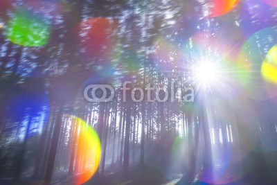 Vera Kuttelvaserova, sun and fog in the forest (herbstwald, nebel, nebel, herbst, balken, schönheit, blau, verzweigt, strahlend, dunkel, tage, umwelt-, fallen, laubwerk, wald, zuwachs, schwarz, landen, landschaft, blatt, licht, morgens, natur, aussen, park, einträchtig, pflanze, ray, ländliche, szen)
