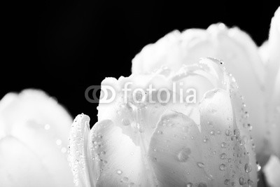 Photocreo Bednarek, Fresh white tulip with water drops close-up on black background. (tulpe, blume, weiß, schwarz, frühling, nass, wasser, natur, eleganze, entladen, isoliert, aroma, blühen, blühen, floral, licht, frisch, muttertag, valentin, valentin, 14 februar, close-up, close-up, blütenblätter, makr)