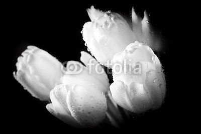 Photocreo Bednarek, Fresh white tulip with water drops close-up on black background. (tulpe, blume, weiß, schwarz, frühling, nass, wasser, natur, eleganze, entladen, isoliert, aroma, blühen, blühen, blumenstrauss, floral, licht, frisch, muttertag, valentin, valentin, 14 februar, close-up, close-up, blütenblätter, makr)