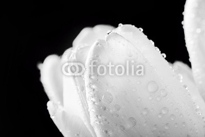 Photocreo Bednarek, Fresh white tulip with water drops close-up on black background. (tulpe, blume, weiß, schwarz, frühling, nass, wasser, natur, eleganze, entladen, isoliert, aroma, blühen, blühen, floral, licht, frisch, muttertag, valentin, valentin, 14 februar, close-up, close-up, blütenblätter, makr)