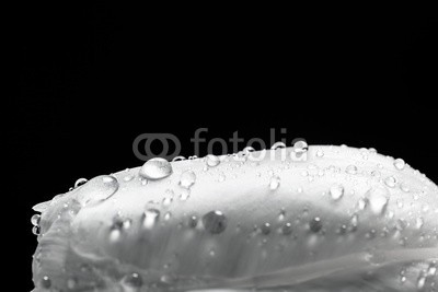 Photocreo Bednarek, Fresh white tulip with water drops close-up on black background. (tulpe, blume, weiß, schwarz, frühling, nass, wasser, natur, eleganze, entladen, isoliert, aroma, blühen, blühen, floral, licht, frisch, muttertag, valentin, valentin, 14 februar, close-up, close-up, blütenblätter, makr)