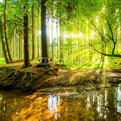 John Smith, Wald mit Sonne (wald, baum, landschaft, sonne, frühling, natur, sonnenuntergänge, baum, sonnenstrahl, erholung, entspannung, sunrise, spaziergang, sonnenschein, nadelwald, laub, baumstamm, grün, leuchten, farbe, backgrounds, blatt, umwelt, umweltschutz, sunligh)