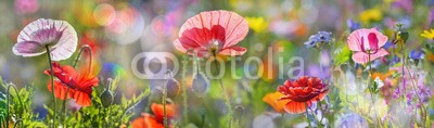 Vera Kuttelvaserova, summer meadow with red poppies (mohn, rot, rosa, grün, wiese, blume, gartenarbeit, gärten, frühling, close-up, blumenbeet, verdammt, floral, details, blütenblätter, glühend, gelb, sommer, blühen, blühen, flora, farbe, close-up, bunt, frisch, schönheit, zerbrechlich, schöne)