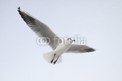 mister767, Möwe Flügel Fliegen (vogel, gull, ostsee, federn, flügel, schnäbel, meer, sand, fischer, düne, sommer, wind, himmel, weiß, schwarz, nordsee, tideland, düne, fliege, segel, füttern, sauber, reinheit, ro)