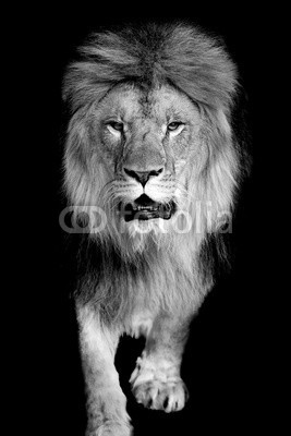 byrdyak, Lion on dark background (tier, löwe, katze, wildlife, afrikanisch, natur, wild, katzen, räuber, mähne, fleischfresser, könige, gefährlich, löwe, hunter, männlich, afrika, anführer, groß, safarie, säugetier, portrait, kopf, weiß, pelz, stolz, hoheitsvoll, large, kräft)