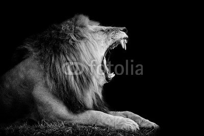 byrdyak, Lion on dark background (tier, löwe, katze, wildlife, afrikanisch, natur, wild, katzen, räuber, mähne, fleischfresser, könige, gefährlich, löwe, hunter, männlich, afrika, anführer, groß, safarie, säugetier, portrait, kopf, weiß, pelz, stolz, hoheitsvoll, large, kräft)