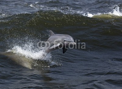 geraldmarella, Bottlenose Dolphin (Tursiops truncates) (delphine, schwimmenten, tauchend, springen, surfen, welle, surfen, ozean, meer, golfer, natur, wasser, säugetier, luft, atem, fisc)