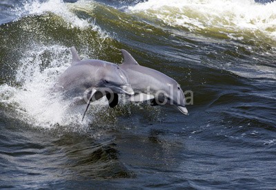 geraldmarella, Two Bottlenose Dolphin (Tursiops truncates) (delphine, schwimmenten, tauchend, springen, surfen, welle, surfen, ozean, meer, golfer, natur, wasser, säugetier, luft, atem, fisch, 2, paar, baby, mütter, weiblic)