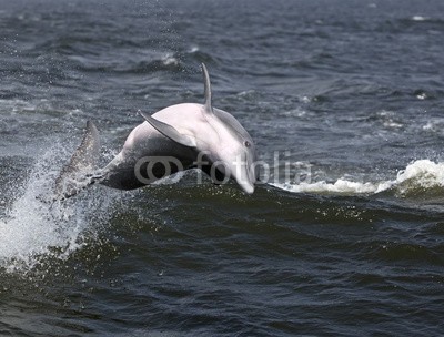 geraldmarella, Bottlenose Dolphin (Tursiops truncates) (delphine, schwimmenten, tauchend, springen, surfen, welle, surfen, ozean, meer, golfer, natur, wasser, säugetier, luft, atem, fisc)