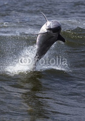 geraldmarella, Bottlenose Dolphin (Tursiops truncates) (delphine, schwimmenten, tauchend, springen, surfen, welle, surfen, ozean, meer, golfer, natur, wasser, säugetier, luft, atem, fisc)