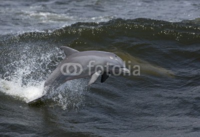 geraldmarella, Bottlenose Dolphin (Tursiops truncates) (delphine, schwimmenten, tauchend, springen, surfen, welle, surfen, ozean, meer, golfer, natur, wasser, säugetier, luft, atem, fisc)