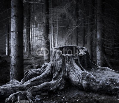 Pink Badger, Spooky forest with dry tree stump (natur, stümpfe, baum, outdoors, alt, holz, stamm, wurzel, grau, grau, uralt, trocken, verwittert, faul, verfault, wildnis, licht, nacht, abend, dunkel, beängstigend, entsetzen, landschaft, groß, holz, dunkelheit, übel, monochro)