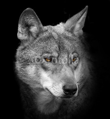 Vera Kuttelvaserova, wolf portrait (wölfe, natürlich, park, braun, europäisch, kopf, fleischfresser, gras, sommer, aussen, grau, portrait, grau, blick, gefährlich, gesicht, räuber, outdoors, wolfs- und schakalartige, hintergrund, gefahr, canino, wild, natur, nase, auge, tier, wildlif)