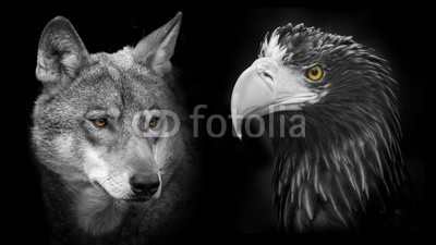 Vera Kuttelvaserova, predators (wölfe, natürlich, park, braun, europäisch, kopf, fleischfresser, gras, sommer, aussen, grau, portrait, grau, blick, gefährlich, gesicht, räuber, outdoors, wolfs- und schakalartige, hintergrund, gefahr, canino, wild, natur, nase, auge, tier, wildlif)