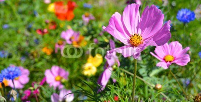 S.H.exclusiv, Grußkarte - Blumenwiese - Sommerblumen (blume, wiese, sommer, panorama, sommerblume, frühling, urlaub, time out, erholung, entspannung, geburtstag, fröhlichkeit, alles gute, freudig, muttertag, hochzeit, glück wünschen, alles gute, danken, glückwunschkarte, glückwunschkarte, postkart)