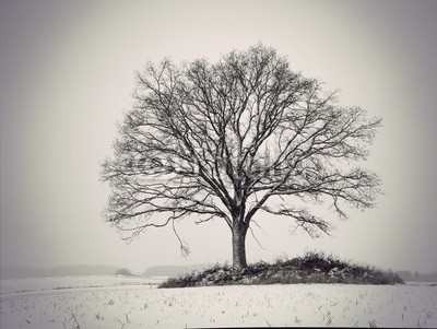 Pink Badger, silhouette of oak tree (baum, nackt, eiche, winter, himmel, grau, grau, düster, silhouette, wetter, landschaft, spärlich, copy space, feld, schne)