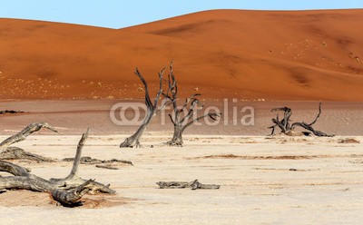 artush, Hidden Vlei in Namib desert (akazie, abenteuer, afrika, afrikanisch, dürre, schwarz, blau, verzweigt, braun, tot, tod, wüste, verlassen, trockenheit, trocken, düne, hitze, hot, landschaft, lonely, namibia, national, natur, alt, orange, pfanne, park, rot, entfernt, salz, sand, sandi)