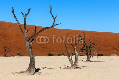 artush, Hidden Vlei in Namib desert (akazie, abenteuer, afrika, afrikanisch, dürre, schwarz, blau, verzweigt, braun, tot, tod, wüste, verlassen, trockenheit, trocken, düne, hitze, hot, landschaft, lonely, namibia, national, natur, alt, orange, pfanne, park, rot, entfernt, salz, sand, sandi)