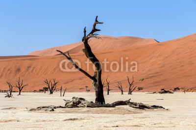 artush, Hidden Vlei in Namib desert (akazie, abenteuer, afrika, afrikanisch, dürre, schwarz, blau, verzweigt, braun, tot, tod, wüste, verlassen, trockenheit, trocken, düne, hitze, hot, landschaft, lonely, namibia, national, natur, alt, orange, pfanne, park, rot, entfernt, salz, sand, sandi)