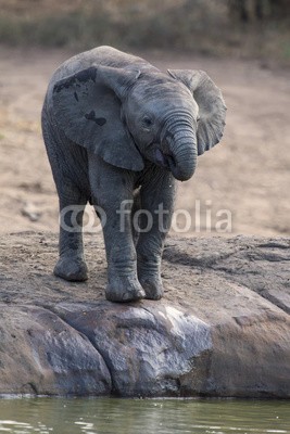 Alta Oosthuizen, Breeding herd of elephant drinking water at a small pond (afrika, süss, afrikanisch, tier, baby, kalb, kuh, hübsch, trinken, trinkend, ohr, elefant, gefährdet, liebe, umwelt, familie, fauna, grau, gruppe, heimat, herde, large, beine, säugetier, viele, mütter, natürlich, natur, fluoreszenzlöschung, reserv)