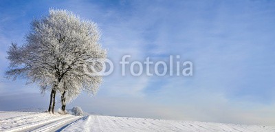 Blickfang, Weg mit Baum im Winter Panorama (straßen, baum, raureif, schnee, winter, kalt, jahreszeit, blue sky, farbe, tage, niemand, jan, dezember, landschaft, natur, zeichen, allein, stille, horizontale, panorama, weiß, ausse)