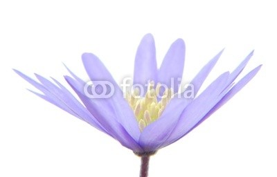 Anette Linnea Rasmus, blue anemone (blau, anemone, butterblumen, blume, frühling, backgrounds, schöner, blühen, blühen, botanisch, botanisch, close-up, details, flora, floral, wald, gärten, leberblümchen, licht, makro, natur, draußen, park, blickwinkel, schatten, geformt, spring-tim)