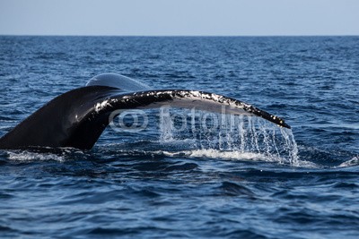 ead72, Humpback Whale Fluke (dominikanische republik, atlantic, ozean, meer, wasser, karibik, new england, tier, art, natur, wal, marin, säugetier, wildlife, biologie, evolution, buckelwal, schöner, groß, large, huge, umwelt, seelandschaft, naturschutz, wissenschaft, forschun)