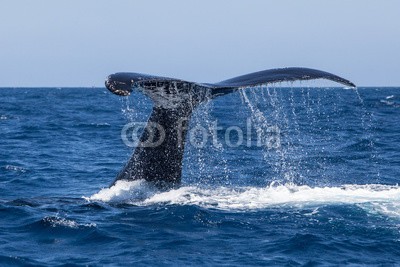 ead72, Humpback Whale Fluke Dripping Water (dominikanische republik, new england, cape cod, karibisches meer, atlantic, ozean, wasser, unterwasser, natur, natürlich, szenerie, wild, wildlife, marin, life, tier, art, biologie, ökologie, evolution, wal, buckelwal, umwelt, seelandschaft, naturschut)