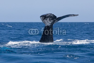 ead72, Whale Fluke Sinking Into Ocean (dominikanische republik, new england, cape cod, atlantic, ozean, karibisches meer, wasser, unterwasser, blau, tier, art, wal, marin, säugetier, life, biologie, ökologie, evolution, flosse, schwanz, fluke, buckelwal, walfang, plankton, heimat, ökosyste)