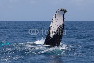 ead72, Humpback Whale Tail Disappearing Below Surface (dominikanische republik, new england, cape cod, karibisches meer, atlantic, ozean, wasser, unterwasser, natur, natürlich, szenerie, wild, wildlife, marin, life, tier, art, biologie, ökologie, evolution, wal, buckelwal, umwelt, seelandschaft, naturschut)