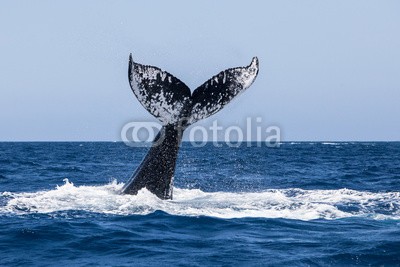 ead72, Humpback Whale Fluke (dominikanische republik, new england, cape cod, karibisches meer, atlantic, ozean, wasser, unterwasser, natur, natürlich, szenerie, wild, wildlife, marin, life, tier, art, biologie, ökologie, evolution, wal, buckelwal, umwelt, seelandschaft, naturschut)