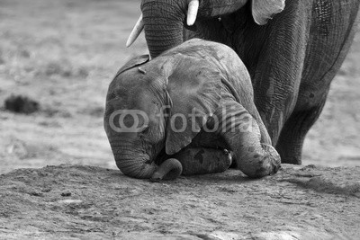 Alta Oosthuizen, Breeding herd of elephant drinking water at a small pond (afrika, süss, afrikanisch, tier, baby, kalb, kuh, hübsch, trinken, trinkend, ohr, elefant, gefährdet, liebe, umwelt, familie, fauna, grau, gruppe, heimat, herde, large, beine, säugetier, viele, mütter, natürlich, natur, fluoreszenzlöschung, reserv)