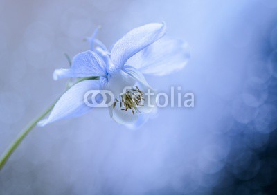 UlrikeAdam, Blau weiße Akelei mit weichem Bokeh (akelei, blau, weiß, blume, rahe, licht, makro, gärtner, park, bild, foto, floral, inhalation, blütenblätter, weich, bokeh, postkarte, posters, filigran, hübsch, interior design, dekoration, backgrounds, neutrales, frühling, sommer, staud)